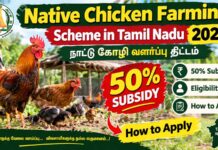 Tamil Nadu Goat & Native Chicken Farming Scheme 2026: Eligibility, Subsidy & Application